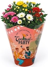 Chrysanthemen „Cocktail Party“ im Angebot bei Netto mit dem Scottie in Berlin Chrysanthemen „Cocktail Party“ Angebote bei Netto mit dem Scottie Berlin für 2,29 €