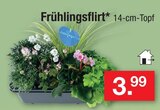 Frühlingsflirt für 3,99 € bei Zimmermann im Angebot Frühlingsflirt im aktuellen Zimmermann Prospekt