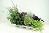 Herbstzauber-Mix im Angebot bei Zimmermann in Garbsen Herbstzauber-Mix Angebote bei Zimmermann Garbsen für 2,49 €