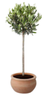 Olivenbaum-Stamm von GROW by OBI im aktuellen OBI Prospekt