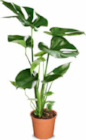 Große Grünpflanze Yucca für 12,99 € bei Netto Marken-Discount im Angebot Große Grünpflanze Yucca im aktuellen Netto Marken-Discount Prospekt
