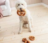 Rabatt Angebote bei Dehner Garten-Center Singen