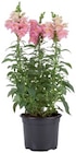 Plante à massif - Lidl à Aulnay-sous-Bois Plante à massif en promo chez Lidl Aulnay-sous-Bois à 1,53 €