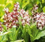 Aktuelles Gartenorchidee Calanthe Angebot bei Pflanzen Kölle in Nürnberg ab 19,99 €