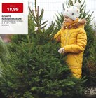 Gesägte Nordmanntanne Angebot in Rottenburg Gesägte Nordmanntanne im aktuellen Prospekt bei Labertaler Fachmarkt in Rottenburg