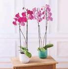 Orchidée 2 tiges en promo chez Super U Orchidée 2 tiges dans le catalogue Super U