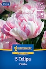 Profi-Line Gefüllte späte Tulpe Finola im Angebot bei Kiebitzmarkt in Borken Profi-Line Gefüllte späte Tulpe Finola Angebote von Kiepenkerl bei Kiebitzmarkt Borken für 4,99 €