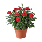 Rosier en promo chez Lidl Pau à 2,49 €