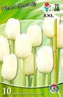 Aktuelles Französische Tulpen Cite de Vancouver Angebot bei Thomas Philipps in Leipzig ab 3,49 €