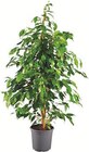 Große Grünpflanze von  im aktuellen Lidl Prospekt für 14,99 €