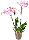 Schmetterlings-Orchidee  im aktuellen Hagebaumarkt Prospekt für 9,99 €