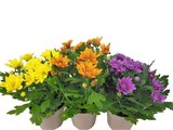 Chrysanthème multifleurs 3 boutures en promo chez Carrefour Sète à 2,99 €