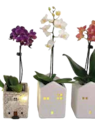 Mini-Orchidee mit LED von  im aktuellen EDEKA Prospekt für 5,99 €