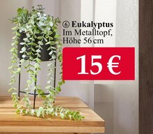 Zimmerpflanzen im aktuellen Woolworth Prospekt für €15.00