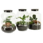 Terrarium à 13,99 € dans le catalogue Carrefour