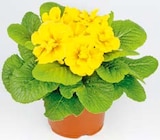 Primel bei Hellweg im Menden Prospekt für 1,29 €