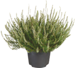 Knospenheide Calluna bei tegut im Marktheidenfeld Prospekt für 2,99 €