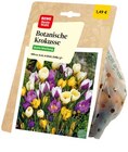 Zierlauch Angebote von REWE Beste Wahl bei REWE Cottbus für 1,49 €