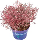 Stacheldraht für 2,99 € bei Globus-Baumarkt im Angebot Stacheldraht im aktuellen Globus-Baumarkt Prospekt