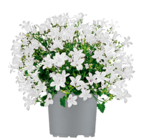 Glockenblume Angebote bei toom Baumarkt Neustadt für 2,99 €