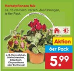 Herbstpflanzen Mix im Angebot bei Netto Marken-Discount in Wolfenbüttel Herbstpflanzen Mix Angebote bei Netto Marken-Discount Wolfenbüttel für 5,99 €