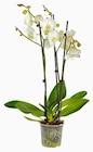 Aktuelles Schmetterlings-Orchidee Angebot bei Hagebaumarkt in Hamburg ab 9,99 €