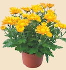 Chrysanthème Pot 12 cm en promo chez Intermarché Élancourt à 3,99 €