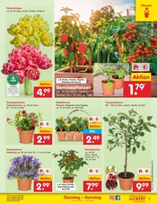 Aktueller Netto Marken-Discount Prospekt mit Blumen, "Aktuelle Angebote", Seite 9