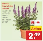 Bienenfreundliche Staude im Angebot bei Netto Marken-Discount in Hamburg Bienenfreundliche Staude Angebote bei Netto Marken-Discount Hamburg für 2,49 €