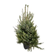 Sapin de Noël naturel Picea omorika : 100/150 cm - C.10 litres en pot à Truffaut dans Palaiseau Sapin de Noël naturel Picea omorika : 100/150 cm - C.10 litres en pot à Truffaut dans Palaiseau