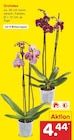 Netto Marken-Discount Lucka - Orchidee Angebot im Prospekt Orchidee bei Netto Marken-Discount im Lucka Prospekt für 4,44 €