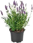 Lavendel von  im aktuellen Penny Prospekt für 1,69 €