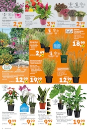 Aktueller Globus-Baumarkt Prospekt mit Orchidee, "Immer eine Idee besser", Seite 6