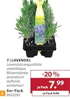 Lavendel Angebote bei Dehner Garten-Center Saarbrücken für 7,99 €