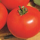Promo Tomates Fandango à 2,99 € dans le catalogue Point Vert à Tarbes
