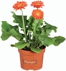 Gerbera en promo chez Lidl Poitiers à 2,79 €