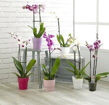 Orchidée Phalaenopsis 1 tige - Géant Casino à Angers Orchidée Phalaenopsis 1 tige en promo chez Géant Casino Angers à 4,00 €