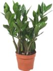 Zamioculcas - GARDENLINE à 3,99 € dans le catalogue Aldi