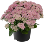 Angebot im Hagebaumarkt Papendorf Prospekt Hagebaumarkt Papendorf Prospekt mit im Angebot für 2,99 €