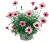 Aktuelle Blumen Angebote bei toom Baumarkt in Rostock Aktuelles Frühlingspflanzen Angebot bei toom Baumarkt in Rostock ab 3,99 €