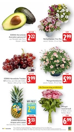 Aktueller EDEKA Prospekt mit Pflanzen, "Aktuelle Angebote", Seite 10