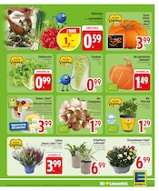Blumen im EDEKA Prospekt in Ravensburg Aktueller EDEKA Prospekt mit Blumen, "Wir lieben Lebensmittel.", Seite 5