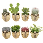 Coupe de cactus - Carrefour à Paris Coupe de cactus en promo chez Carrefour Paris à 8,99 €