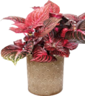 Aktuelle Blumentopf Angebote bei Hornbach in Kassel Aktuelles Beefsteak-Pflanze Redstar Angebot bei Hornbach in Kassel ab 6,99 €