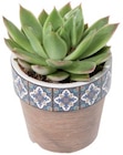 Succulentes en pot céramique marrakesh en promo chez Lidl Niort à 1,97 €