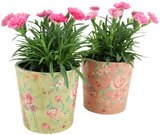 Nelke »I love you« Angebote bei REWE Lemgo für 2,99 €