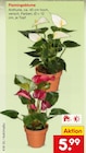 Aktuelles Flamingoblume Angebot bei Netto Marken-Discount in Solingen (Klingenstadt) ab 5,99 €