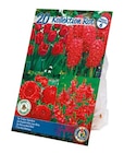 Tulpen Angebote bei Netto mit dem Scottie Rostock für 3,49 €