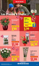 Plante Verte Angebote im Prospekt "Ça vaut le coup." von Lidl Plante Verte Angebote im Prospekt "Ça vaut le coup." von Lidl auf Seite 29