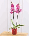 Super U Valmont - Promo Orchidée 2 tiges Promo Orchidée 2 tiges à 7,99 € dans le catalogue Super U à Valmont